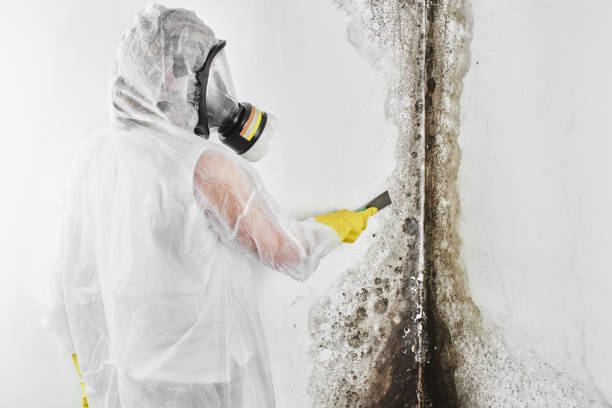 Best Crawl Space Mold Removal  in Fulton, MS