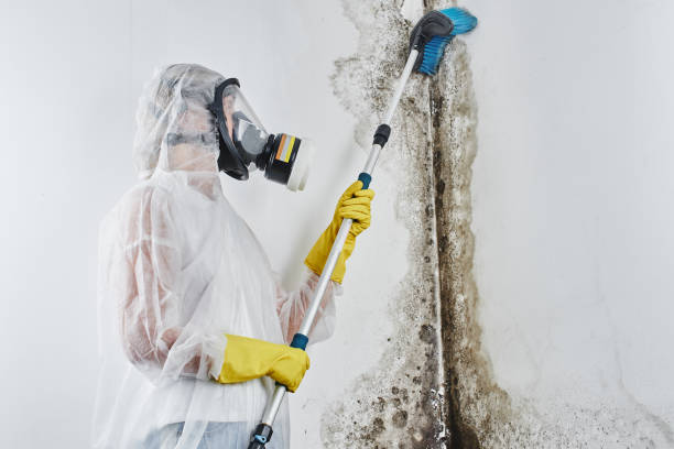 Best Emergency Mold Removal  in Fulton, MS
