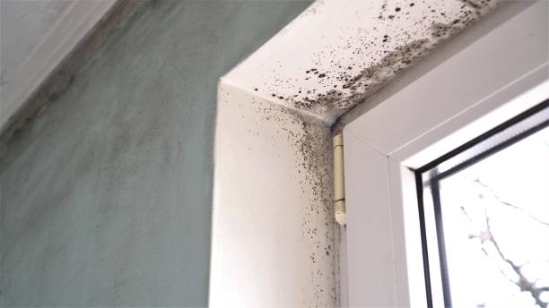 Best Local Mold Removal Service  in Fulton, MS