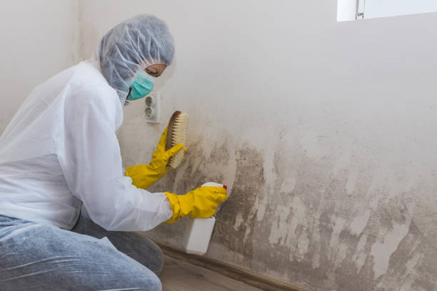 Best Local Mold Removal Service  in Fulton, MS