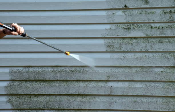 Best Professional Mold Removal  in Fulton, MS