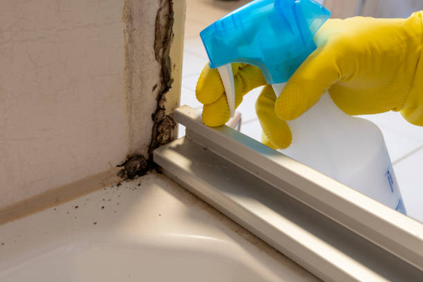 Best Office Mold Removal Services  in Fulton, MS
