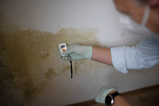 Best Mold Removal and Inspection  in Fulton, MS
