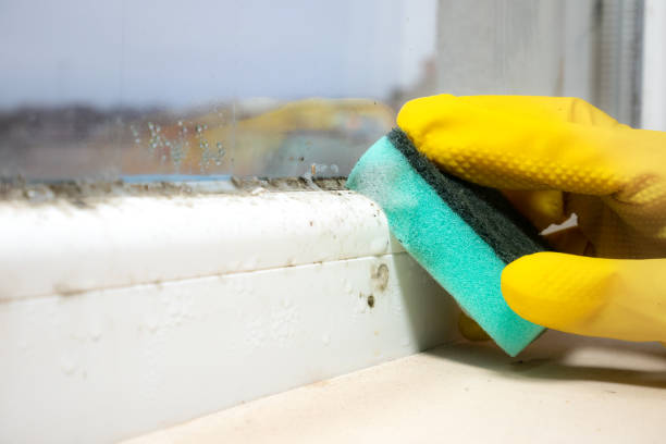 Best Black Mold Removal  in Fulton, MS
