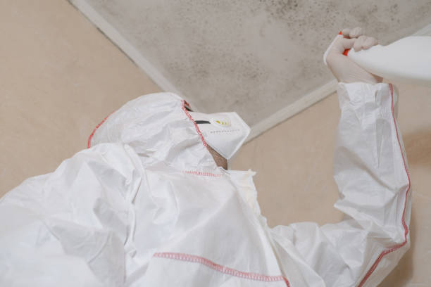 Best Affordable Mold Removal  in Fulton, MS