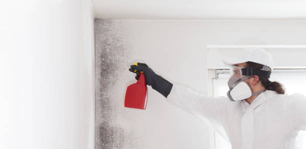 Certified Mold Removal in Fulton, MS