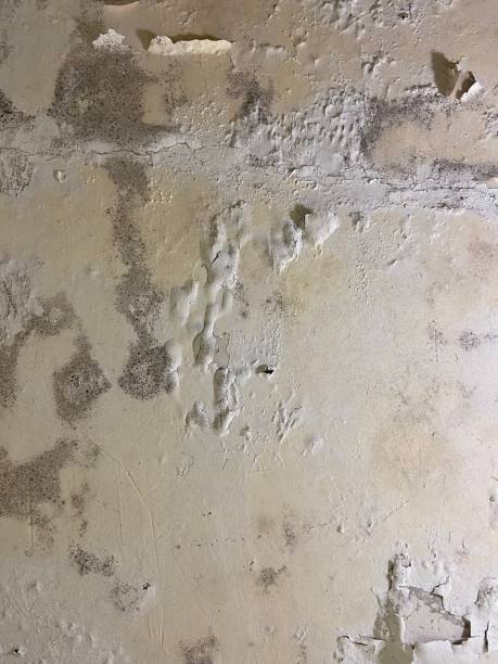 Best Mold Testing  in Fulton, MS