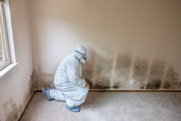 Best Toxic Mold Removal  in Fulton, MS
