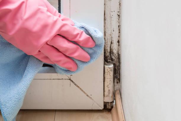 Professional Mold Removal in Fulton, MS
